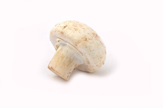 New and high quality images of cultured mushrooms