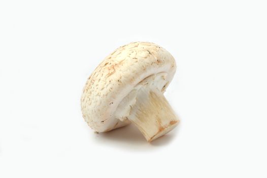 New and high quality images of cultured mushrooms