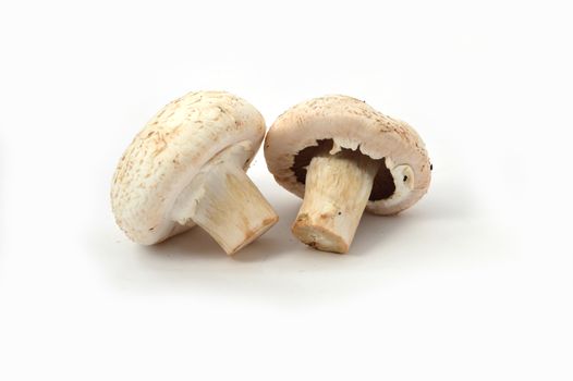 New and high quality images of cultured mushrooms