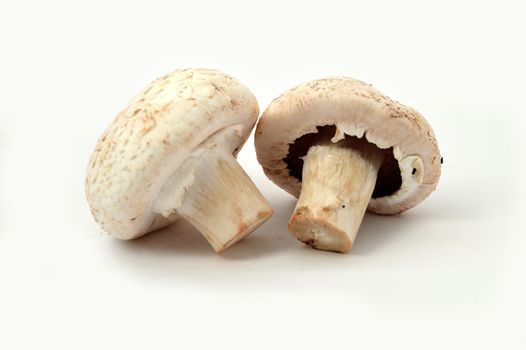 New and high quality images of cultured mushrooms