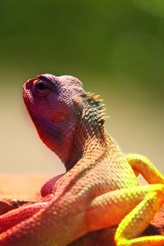 An abstract photo of a multicolored chameleon changing colors.                               