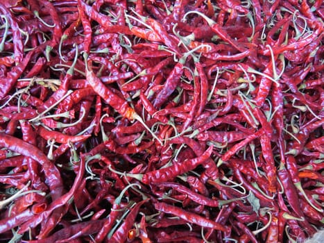 A background of very spicy and sun dried red chillies in a farm.                               