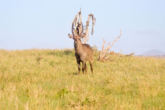 Topi staring at a dead tree in the savannah of the park of Tsavo West at Ken