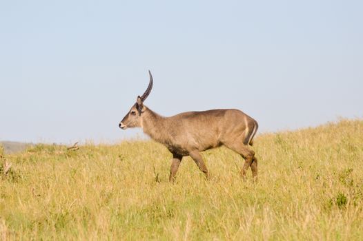 Topi has a slow gait in the savanna of West Tsavo Park in Kenya