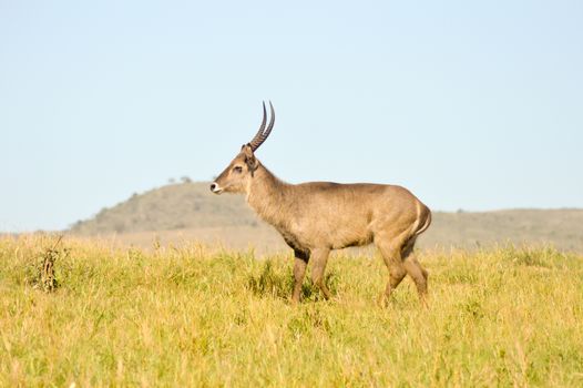 Topi has a slow gait in the savanna of West Tsavo Park in Kenya