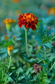 Marigold flowers. Marigold flowers in the meadow in the sunlight. Yellow marigold flowers in the garden. Closeup flower. Yellow and orange marigolds