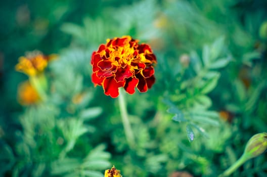 Marigold flowers. Marigold flowers in the meadow in the sunlight. Yellow marigold flowers in the garden. Closeup flower. Yellow and orange marigolds