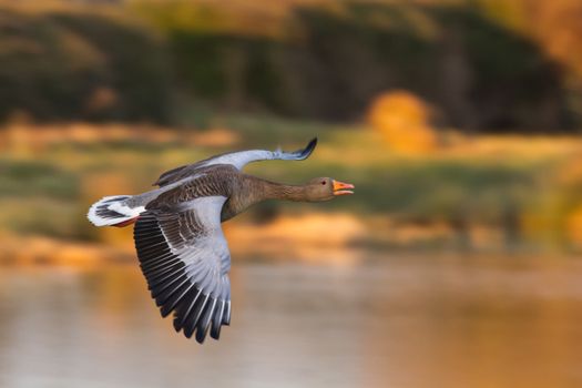 Greylag Goose (Anser anser) in flight facing right