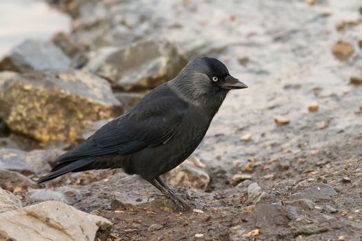 Jackdaw (Corvus monedula) on rocky ground