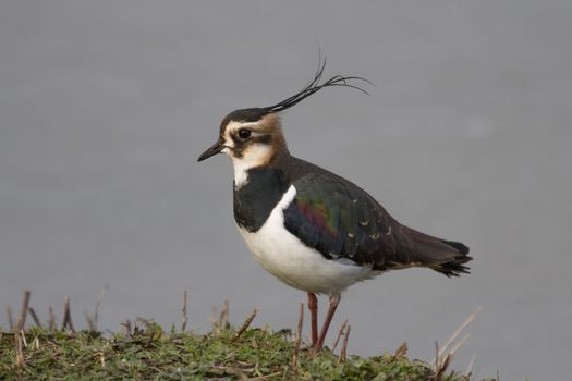 Lapwing (Vanellus vanellus) stands on grassy tuft