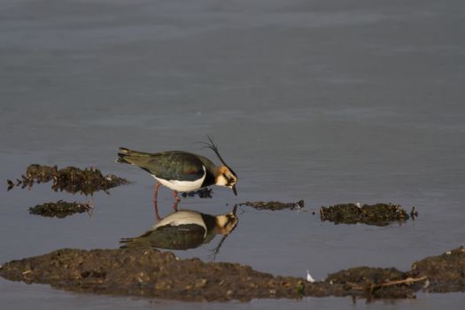 Lapwing (Vanellus vanellus) reflection in water of a lake