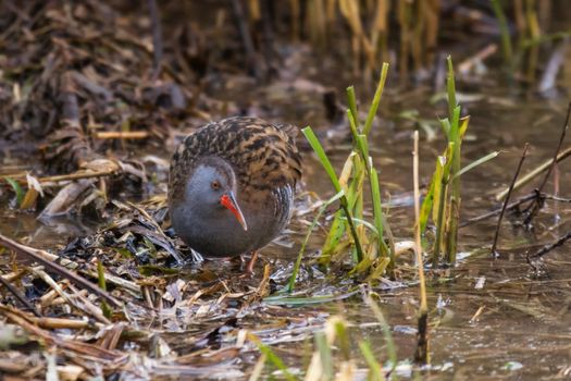 Water Rail (Rallus aquaticus) foraging in it's reedbed habitat