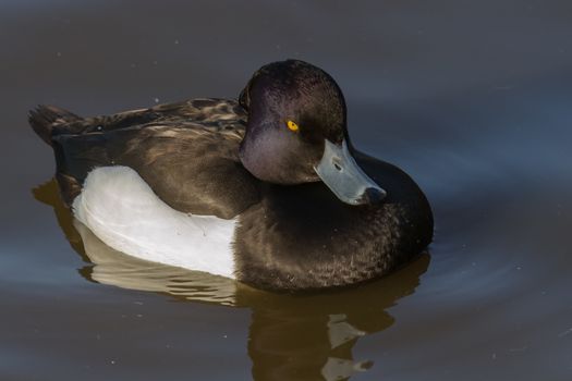 Tufted Duck (Aythya fuligula) on calm water looking at camera