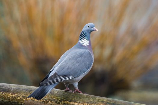 Woodpigeon (Columba Parumbus) perched on wood post looking to the right