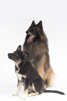 Two dogs, puppy Border Collie and Belgian Shepherd Tervuren, sitting on white studio background