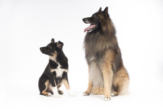 Two dogs, puppy Border Collie and Belgian Shepherd Tervuren, sitting on white studio background