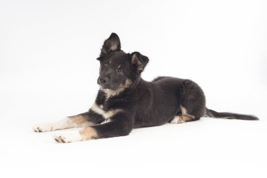 Puppy dog, Border Collie, lying on white studio background
