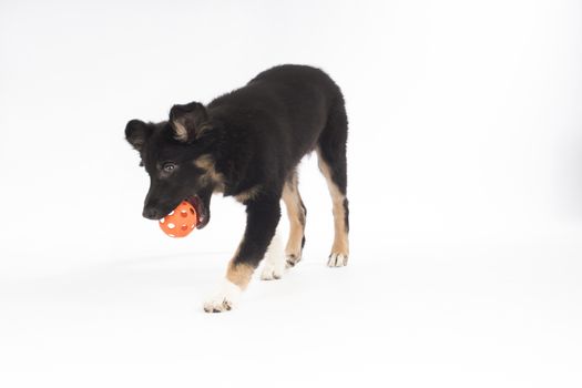 Puppy dog, Border Collie, playing with ball on white studio background