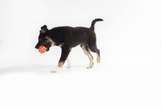 Puppy dog, Border Collie, playing with ball on white studio background