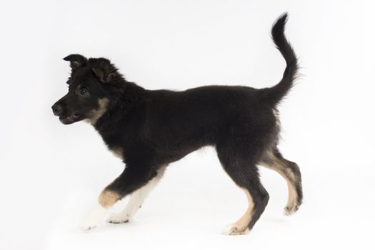 Puppy dog, Border Collie, tricolor on white studio background