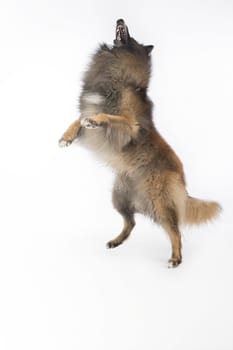 Dog, Belgian Shepherd Tervuren, jumping, white studio background