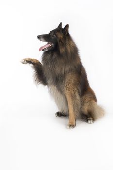 Dog, Belgian Shepherd Tervuren, sitting on white studio background, front paw up