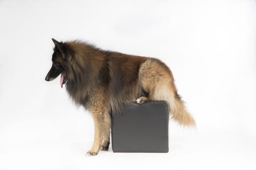 Dog, Belgian Shepherd Tervuren, sitting on pouf, forelegs on the ground, white studio background