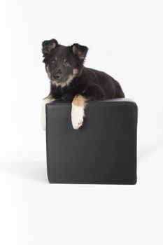 Puppy dog, Border Collie, hanging on a pouf on white studio background