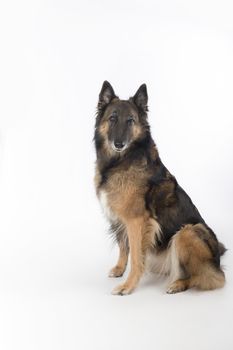 Dog, Belgian Shepherd Tervuren, white studio background