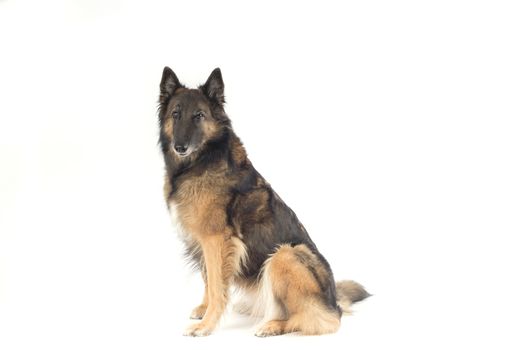 Dog, Belgian Shepherd Tervuren, white studio background