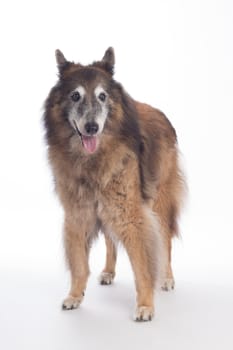 Senior dog, Belgian Shepherd Tervuren, on white studio background