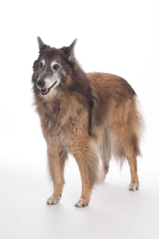 Senior dog, Belgian Shepherd Tervuren, on white studio background