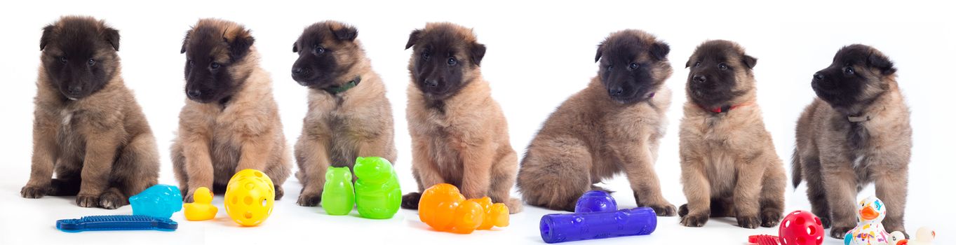 Seven puppies, Belgian Shepherd Tervuren, with coloured toys on white studio background