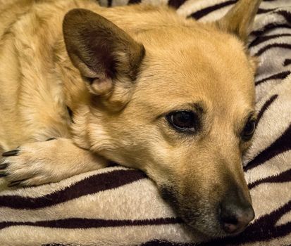 the dog is resting on a background of striped carpet