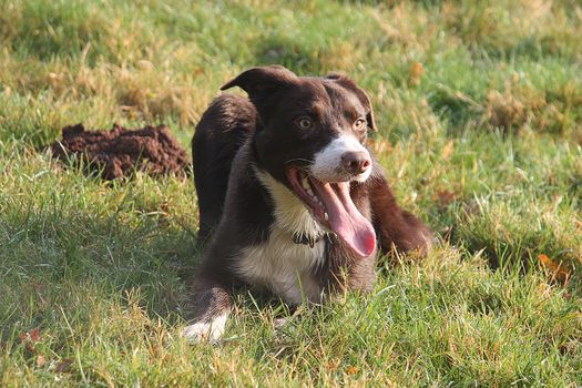 Handsome red and white border collie sheepdog pet lying on grass