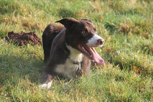 Handsome red and white border collie sheepdog pet lying on grass