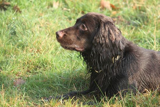 Handsome chocolate working type cocker spaniel pet gundog