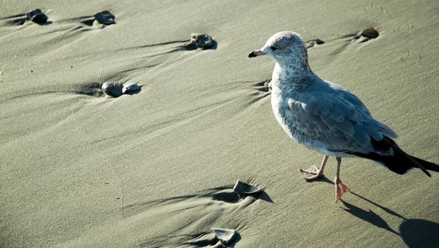 sand and little bird
