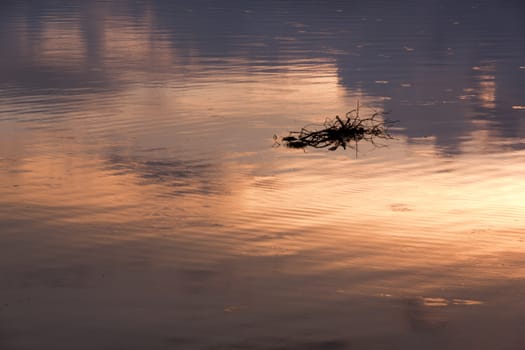 A raft driftwood of waters Some driftwood and it is a reflection by the shiny.