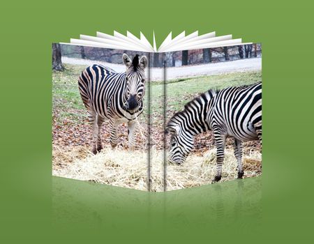 book of  zebras grazing in safaripark in Italy