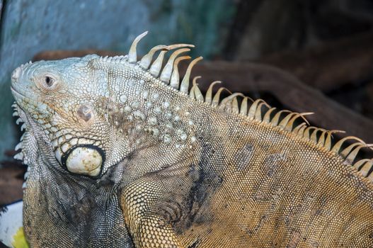 a reptile into a glass tank at safari park