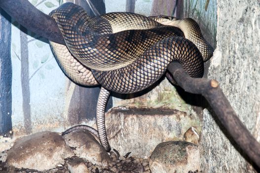 snake coiled on a branch in safari park