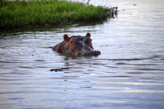 Hippopotamus in the river. Amboseli national park in Kenia