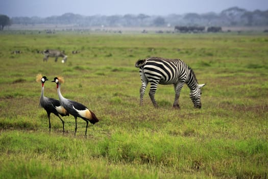 Two Grey Crowned Crane and zebras in Amboseli national park