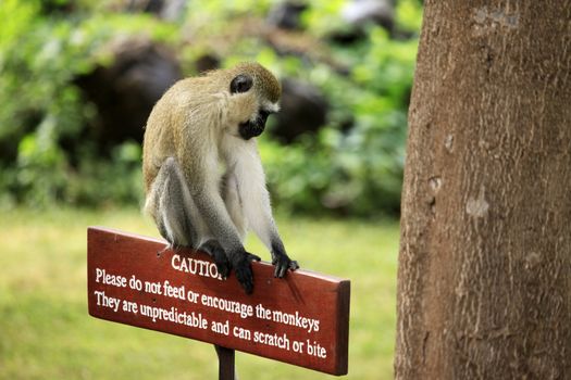 Monkey sitting on a wooden sign with a warning that dangerous to feed animals