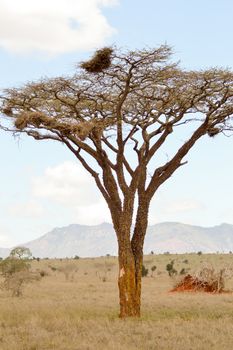 Acacia in the savanna of West Tsavo Park in Kenya