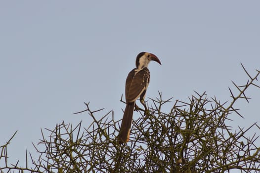 Hornbill on a branch in Tsavo West Park in Kenya