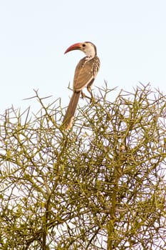 Hornbill on a branch in Tsavo West Park in Kenya