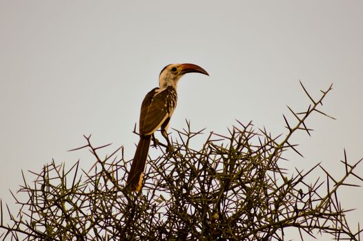 Hornbill on a branch in Tsavo West Park in Kenya