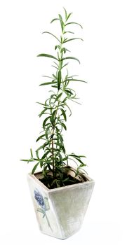 Grey Flower Pot with Single Fresh Long Leafs Rosemary isolated on White background